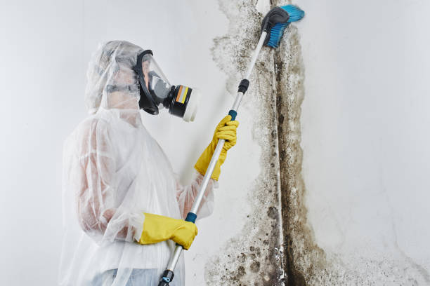 Best Bathroom Mold Remediation in Danville, IN